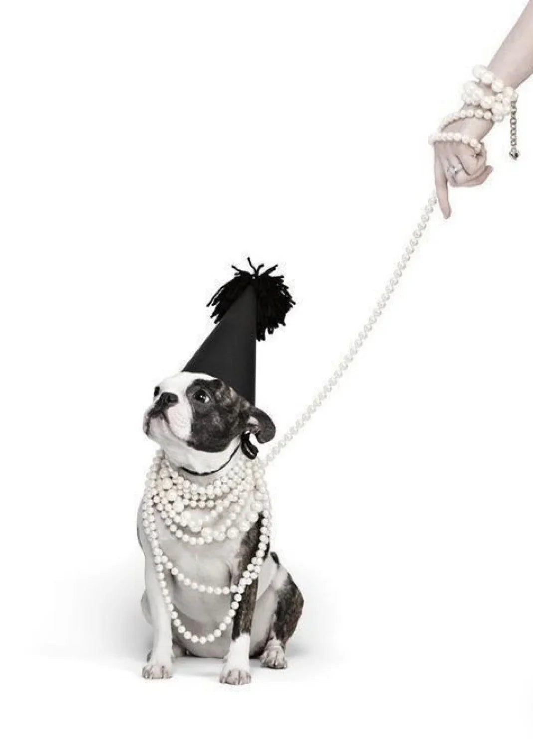 Dog in party hat and pearl necklaces with pearl leash, playful pet accessories