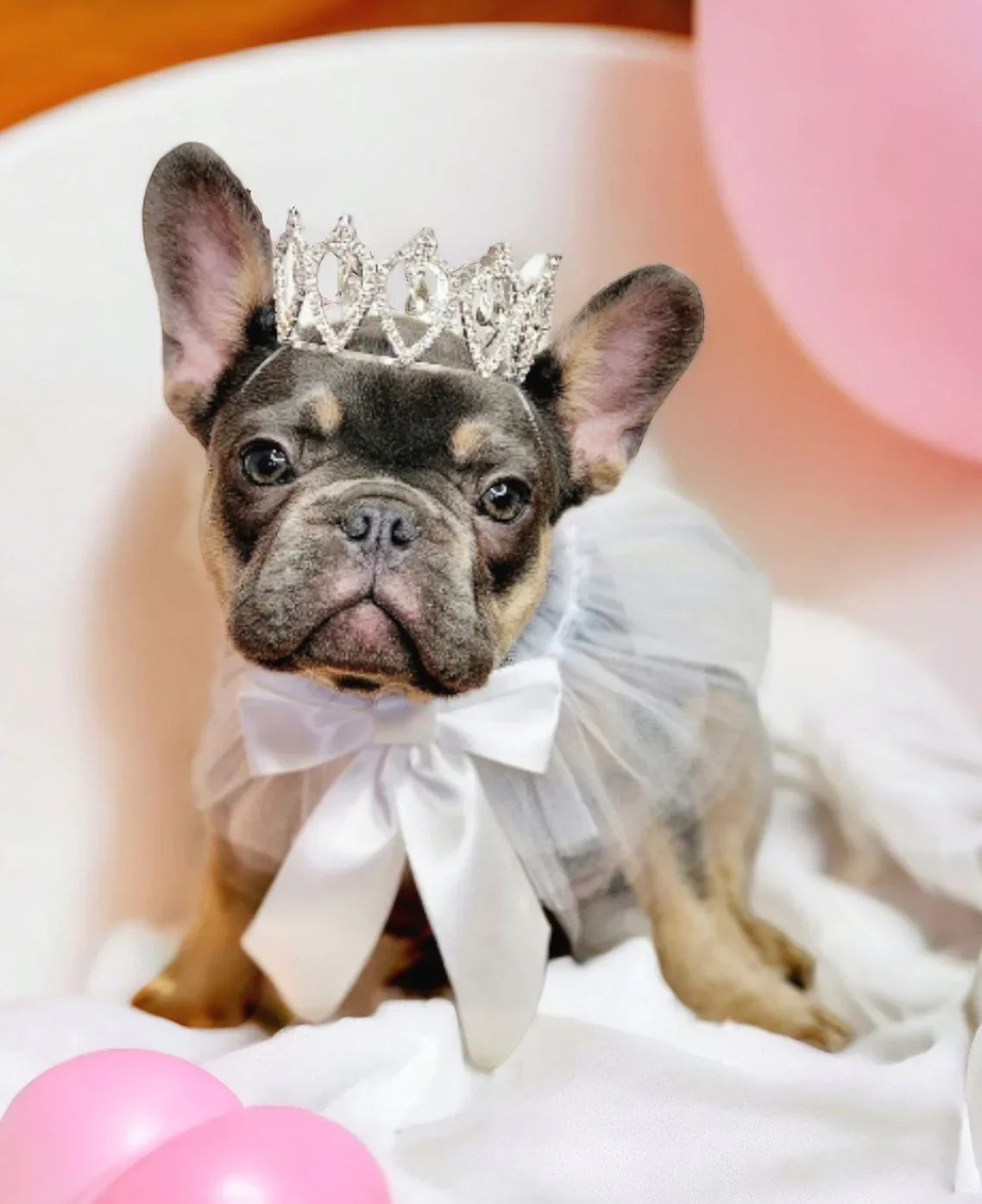 French Bulldog in princess dress and tiara with pink balloons, pet costume photography